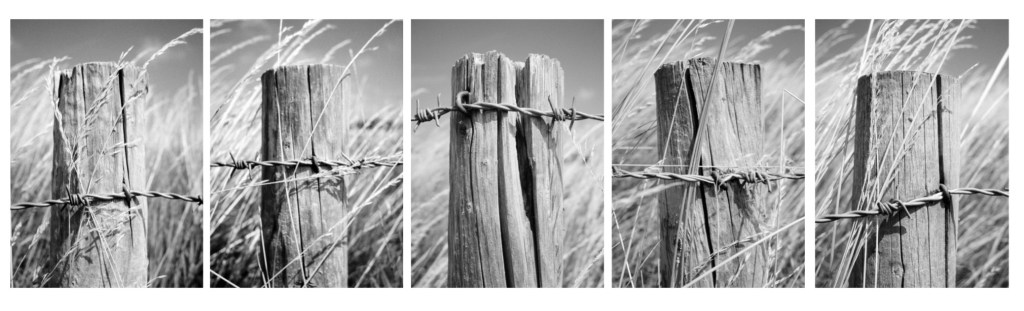 Meet the Photographer – Steve&nbsp;Starr